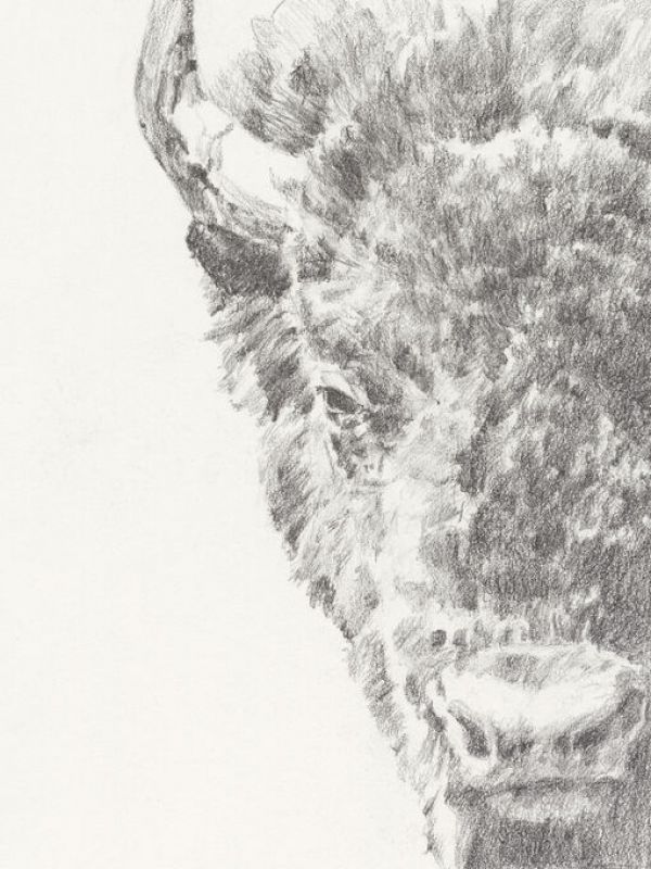 輸入壁紙 カスタム壁紙 PHOTOWALL / Graphite Bison Portrait (e336399)