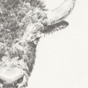 輸入壁紙 カスタム壁紙 PHOTOWALL / Graphite Bison Portrait II (e336400)