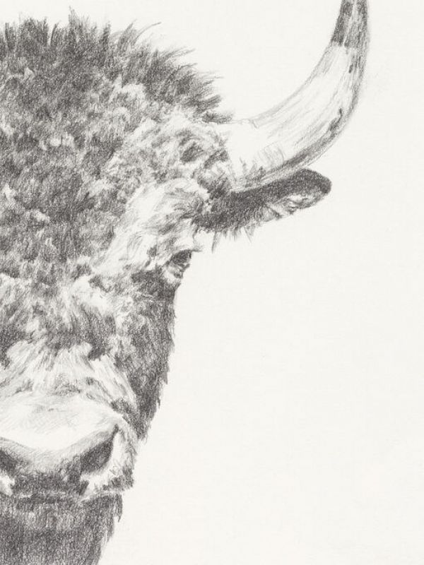 輸入壁紙 カスタム壁紙 PHOTOWALL / Graphite Bison Portrait II (e336400)
