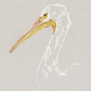 輸入壁紙 カスタム壁紙 PHOTOWALL / Bright Pelican Sketch (e336574)