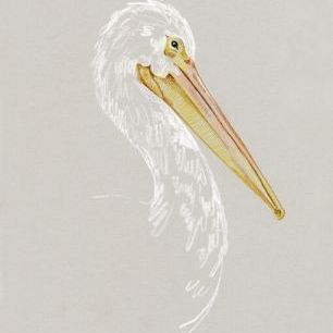 輸入壁紙 カスタム壁紙 PHOTOWALL / Bright Pelican Sketch II (e336575)