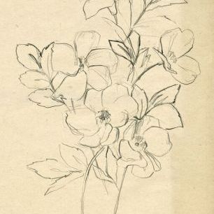 輸入壁紙 カスタム壁紙 PHOTOWALL / Contour Flower Sketch (e336711)