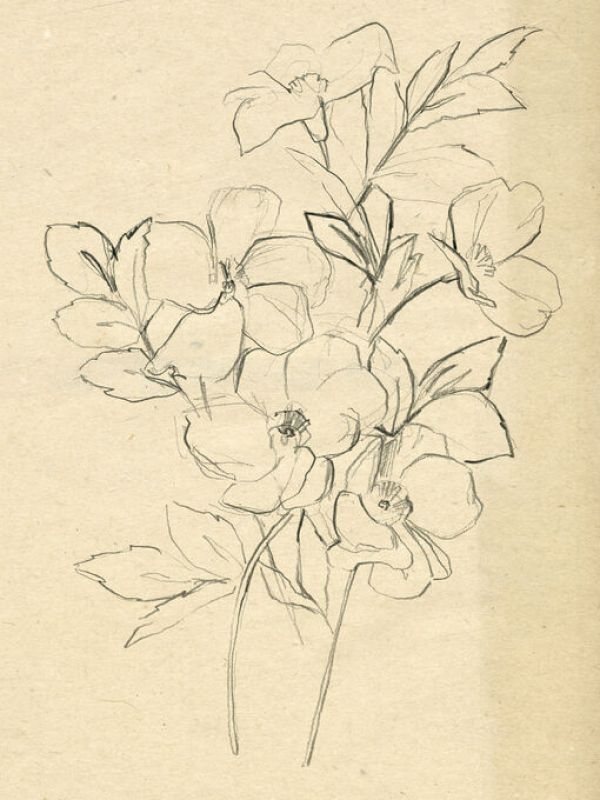 輸入壁紙 カスタム壁紙 PHOTOWALL / Contour Flower Sketch (e336711)