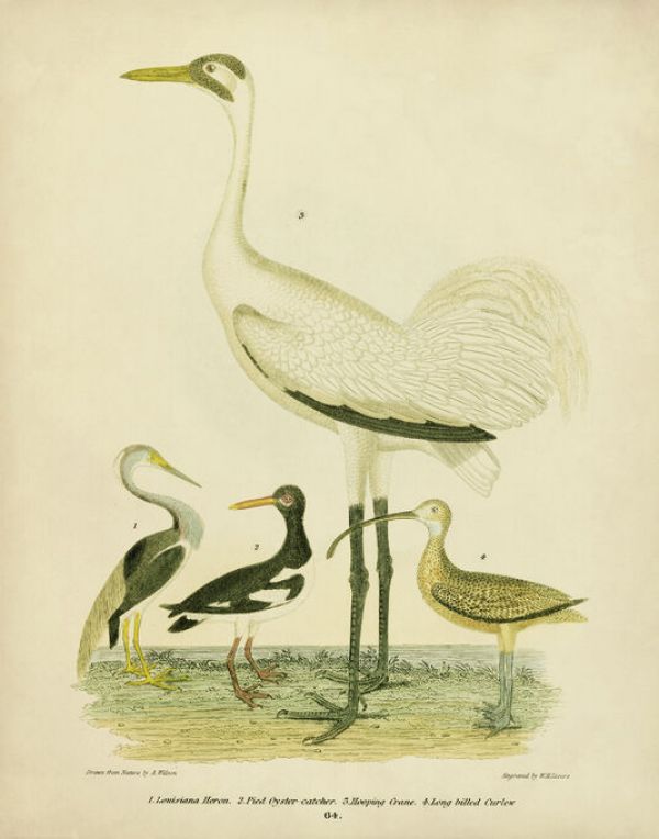 輸入壁紙 カスタム壁紙 PHOTOWALL / Antique Crane and Heron (e333429)
