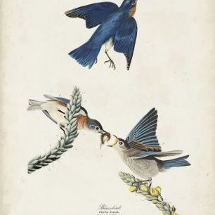 輸入壁紙 カスタム壁紙 PHOTOWALL / Blue Bird (e333437)