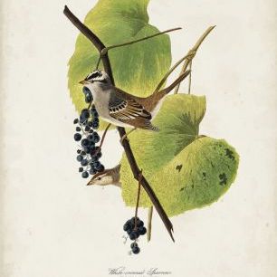 輸入壁紙 カスタム壁紙 PHOTOWALL / White-Crowned Sparrow (e333438)