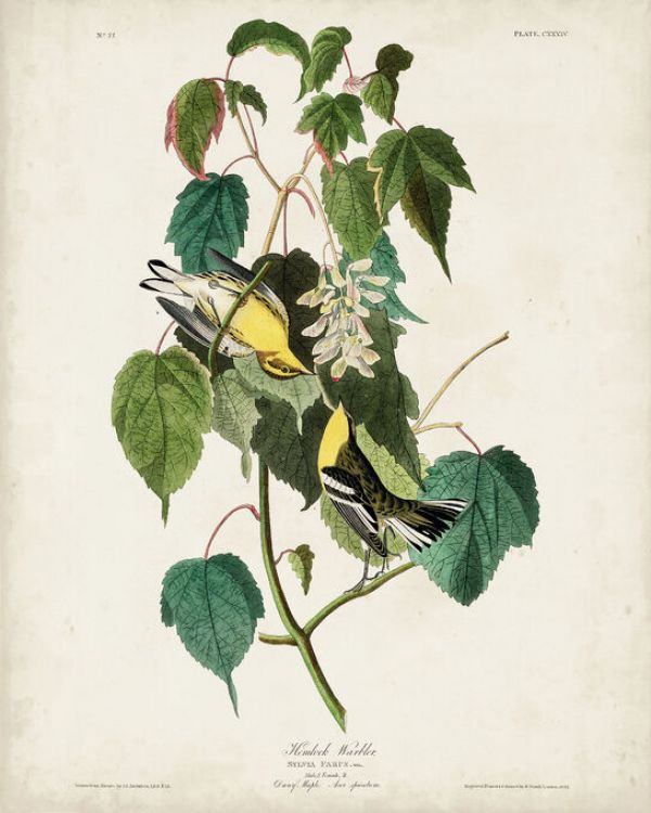輸入壁紙 カスタム壁紙 PHOTOWALL / Hemlock Warbler (e333444)