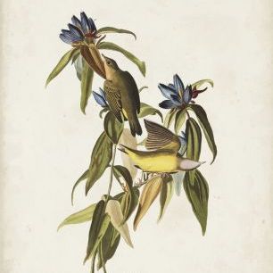 輸入壁紙 カスタム壁紙 PHOTOWALL / Connecticut Warbler (e333446)