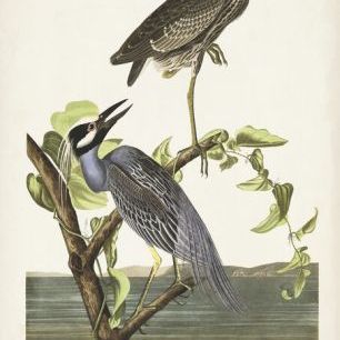輸入壁紙 カスタム壁紙 PHOTOWALL / Yellow-Crowned Heron (e333454)