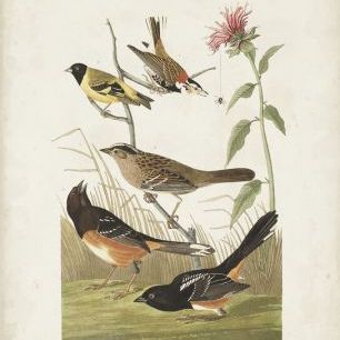 輸入壁紙 カスタム壁紙 PHOTOWALL / Chestnut Coloured Finch (e333469)