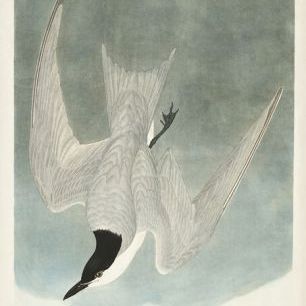 輸入壁紙 カスタム壁紙 PHOTOWALL / Marsh Tern (e333475)