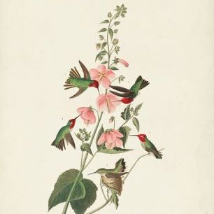 輸入壁紙 カスタム壁紙 PHOTOWALL / Columbian Hummingbird (e333480)