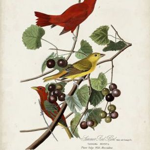 輸入壁紙 カスタム壁紙 PHOTOWALL / Summer Red Bird (e333483)