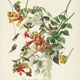 輸入壁紙 カスタム壁紙 PHOTOWALL / Ruby-Throated Hummingbird (e333484)