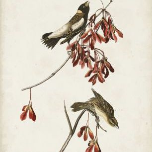 輸入壁紙 カスタム壁紙 PHOTOWALL / Rice Bird (e333486)