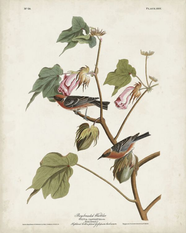 輸入壁紙 カスタム壁紙 PHOTOWALL / Bay-Breasted Warbler (e333489)
