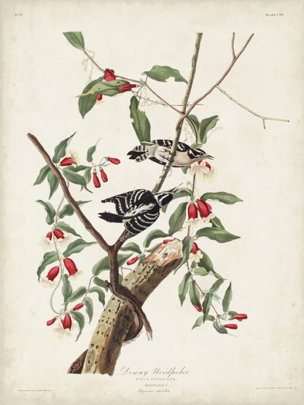 輸入壁紙 カスタム壁紙 PHOTOWALL / Downy Woodpecker (e333502)