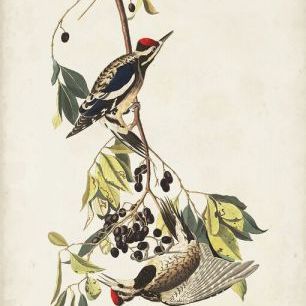 輸入壁紙 カスタム壁紙 PHOTOWALL / Yellow-Bellied Woodpecker (e333503)
