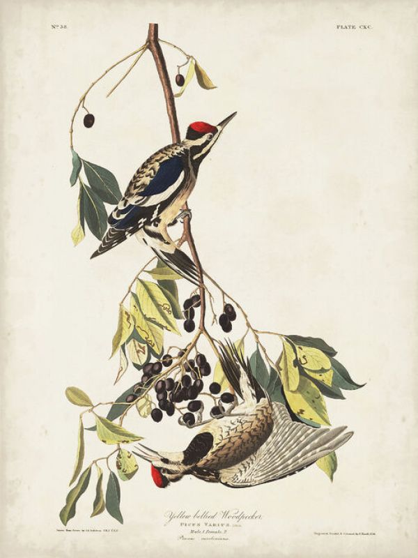 輸入壁紙 カスタム壁紙 PHOTOWALL / Yellow-Bellied Woodpecker (e333503)