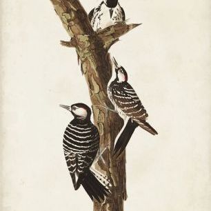 輸入壁紙 カスタム壁紙 PHOTOWALL / Red-Cockaded Woodpecker (e333513)