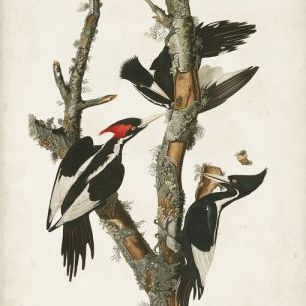 輸入壁紙 カスタム壁紙 PHOTOWALL / Ivory-Billed Woodpecker (e333515)