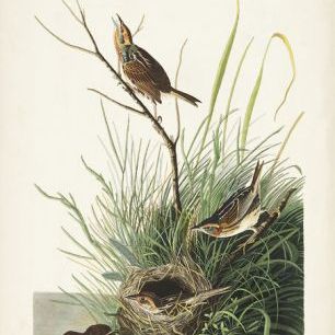 輸入壁紙 カスタム壁紙 PHOTOWALL / Sharp-Tailed Finch (e333520)