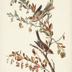 輸入壁紙 カスタム壁紙 PHOTOWALL / Tree Sparrow (e333521)