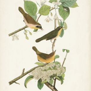 輸入壁紙 カスタム壁紙 PHOTOWALL / Yellow-Breasted Warbler (e333523)