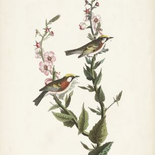輸入壁紙 カスタム壁紙 PHOTOWALL / Chestnut-sided Warbler (e333527)