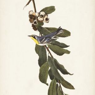 輸入壁紙 カスタム壁紙 PHOTOWALL / Yellow-Throated Warbler (e333529)