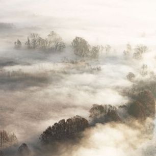 輸入壁紙 カスタム壁紙 PHOTOWALL / Trees in the Fog (e334430)