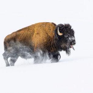 輸入壁紙 カスタム壁紙 PHOTOWALL / Bison in the Snow (e334435)