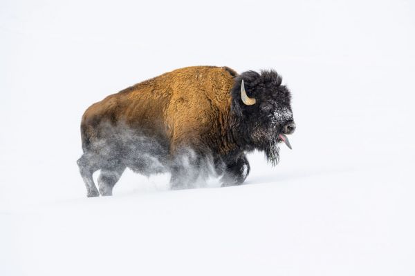 輸入壁紙 カスタム壁紙 PHOTOWALL / Bison in the Snow (e334435)