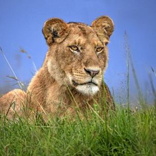 輸入壁紙 カスタム壁紙 PHOTOWALL / Lioness Close Up (e334437)