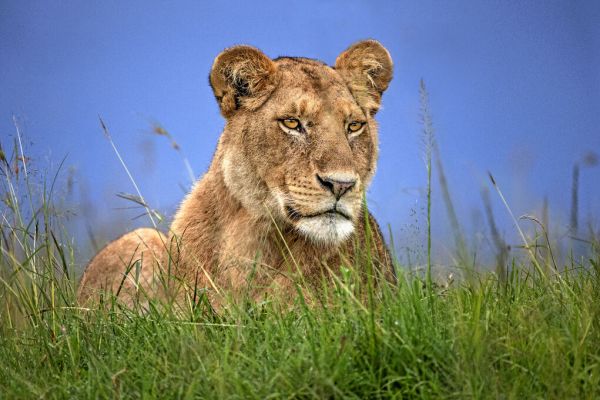 輸入壁紙 カスタム壁紙 PHOTOWALL / Lioness Close Up (e334437)