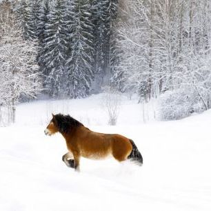 輸入壁紙 カスタム壁紙 PHOTOWALL / Horse Running in Snow (e335976)