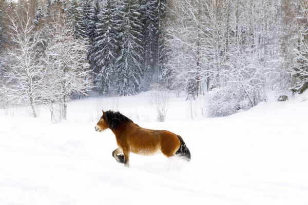 輸入壁紙 カスタム壁紙 PHOTOWALL / Horse Running in Snow (e335976)