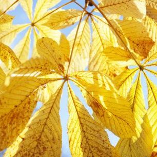 輸入壁紙 カスタム壁紙 PHOTOWALL / Yellow Leaves in Sunlight (e335977)