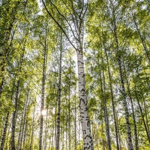 輸入壁紙 カスタム壁紙 PHOTOWALL / Forest of Birch Trees (e335978)