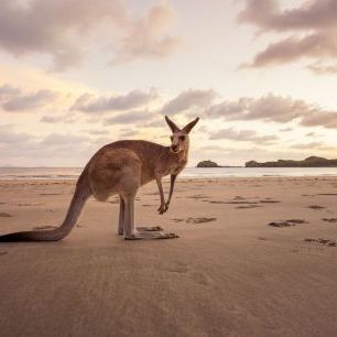 輸入壁紙 カスタム壁紙 PHOTOWALL / Kangaroo at the Australian Beach (e335992)
