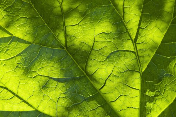 輸入壁紙 カスタム壁紙 PHOTOWALL / Green Leaf Detail (e335996)