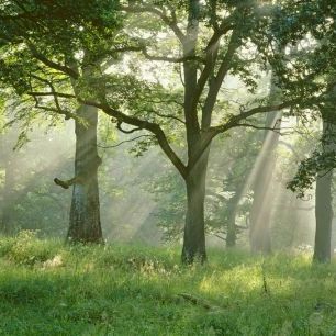 輸入壁紙 カスタム壁紙 PHOTOWALL / Sunlight Through the Trees (e336003)