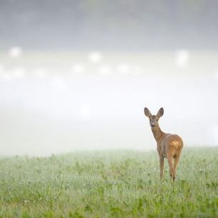 輸入壁紙 カスタム壁紙 PHOTOWALL / Roe Deer in the Morning Mist (e336004)