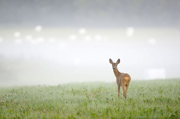 輸入壁紙 カスタム壁紙 PHOTOWALL / Roe Deer in the Morning Mist (e336004)