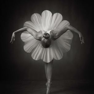輸入壁紙 カスタム壁紙 PHOTOWALL / Floral Ballet (e336020)