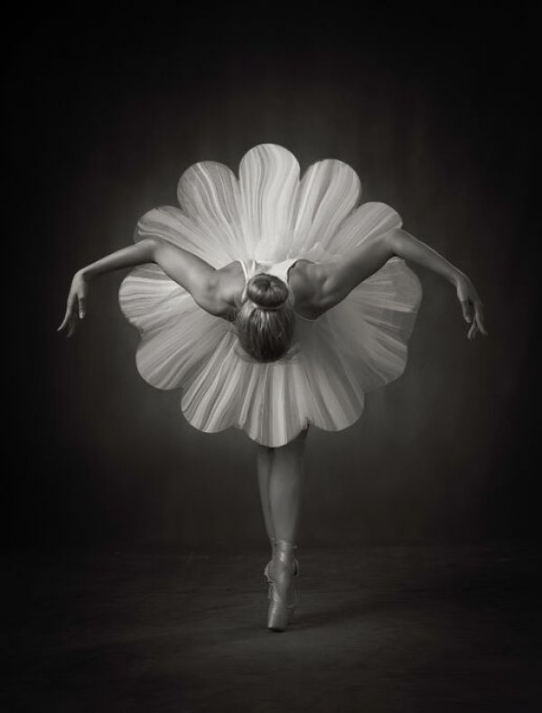 輸入壁紙 カスタム壁紙 PHOTOWALL / Floral Ballet (e336020)