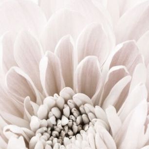 輸入壁紙 カスタム壁紙 PHOTOWALL / Chrysanthemum Pale (e336059)