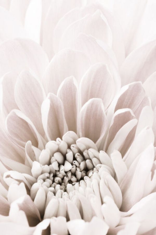 輸入壁紙 カスタム壁紙 PHOTOWALL / Chrysanthemum Pale (e336059)