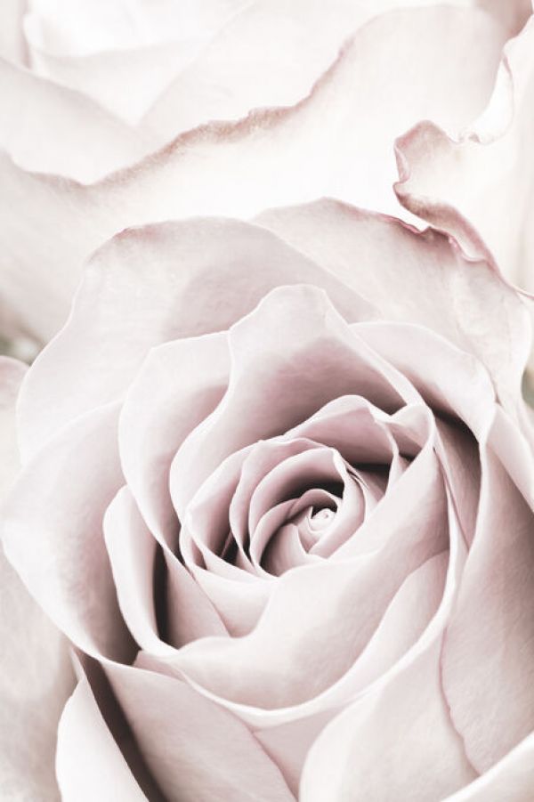 輸入壁紙 カスタム壁紙 PHOTOWALL / Pink Rose Up Close (e336061)