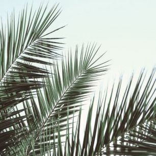 輸入壁紙 カスタム壁紙 PHOTOWALL / Palm Leaves Sky (e336067)
